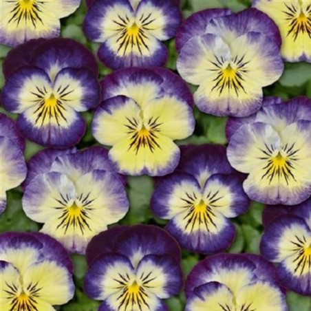Viola Twix Special Lemon swirl - Bleu Cœur Jaune