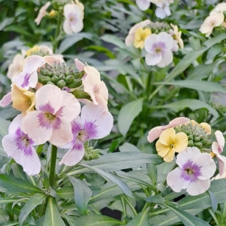 Erysimum Winter Love - Rose Clair et Jaune