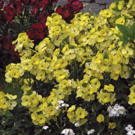 Erysimum Winter Light - Jaune Clair