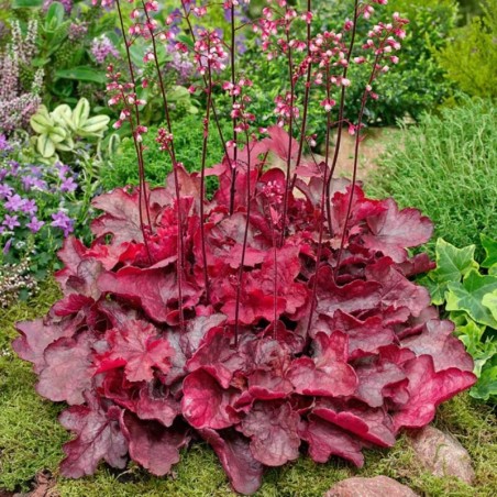 Heuchera Fire Chief® - Rose