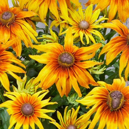 Echibeckia Summerina Sunchaser - Jaune Coeur Orange