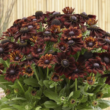 Echibeckia Summerina Pumpernickel - Bronze