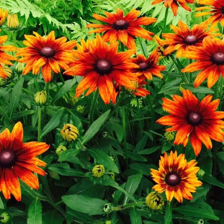 Echibeckia Summerina - Orange
