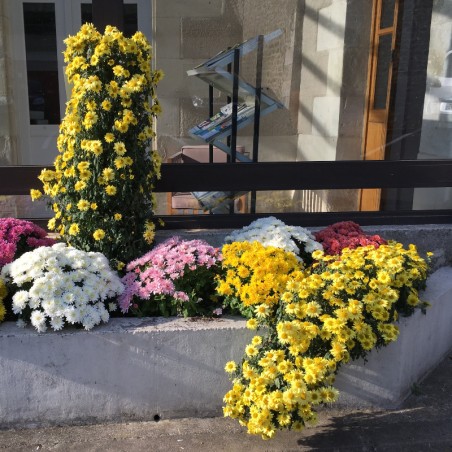 Chrysantheme Pyramide - Jaune
