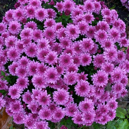 Chrysantheme Pompon - Violet