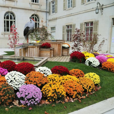 Chrysantheme Pompon - Varie