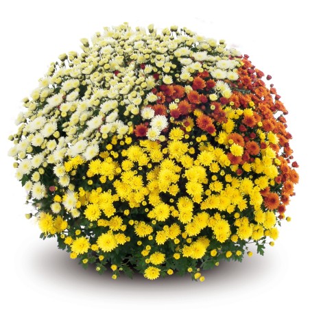 Chrysantheme Pompon - Tricolore
