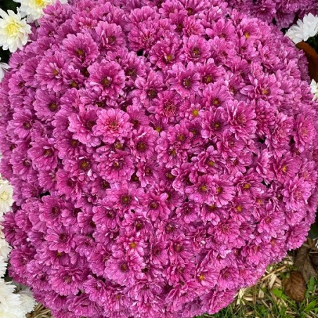 Chrysantheme Pompon - Rose