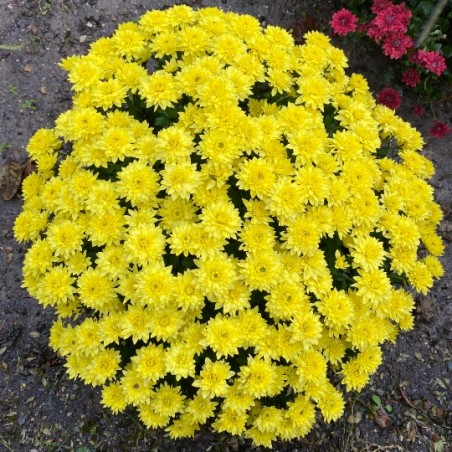 Chrysantheme Pompon - Jaune