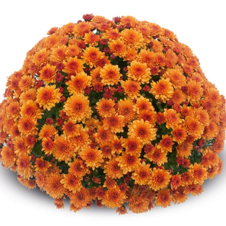 Chrysantheme Pompon - Cuivre