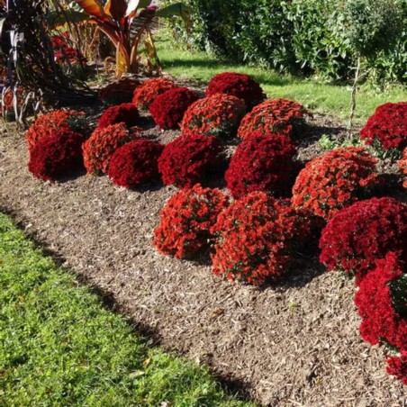Chrysantheme Pompon - Cuivre
