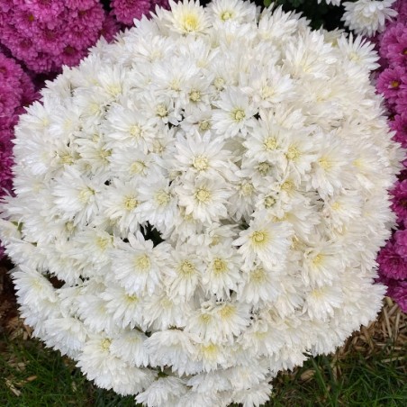 Chrysantheme Pompon - Blanc