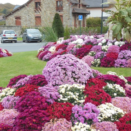 Chrysantheme Pompon Jumbo - Mauve