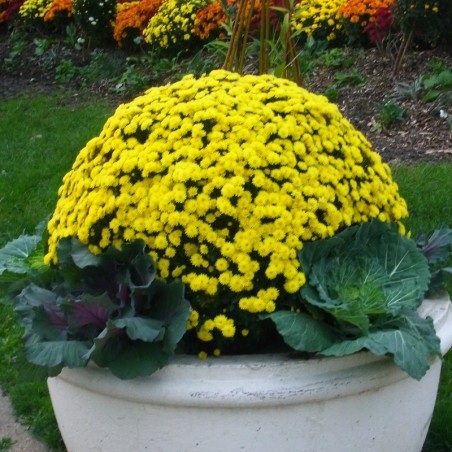 Chrysantheme Pompon Jumbo - Jaune