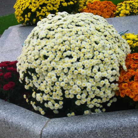 Chrysantheme Pompon Jumbo - Blanc