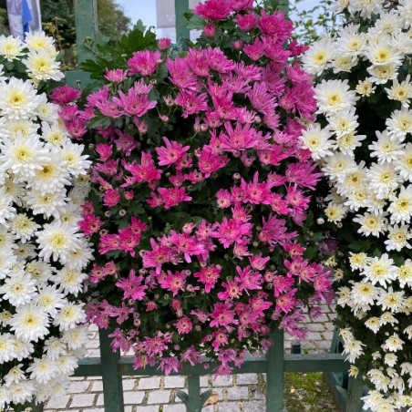 Chrysantheme Cascade - Rose