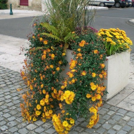 Chrysantheme Cascade - Cuivre