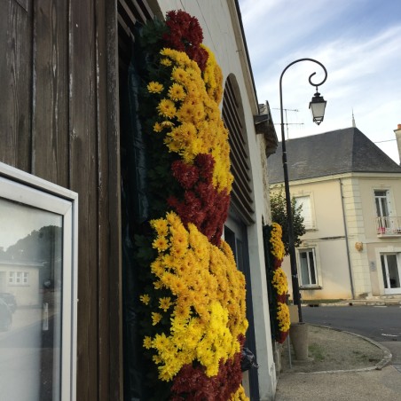 Chrysantheme Cascadette - Jaune