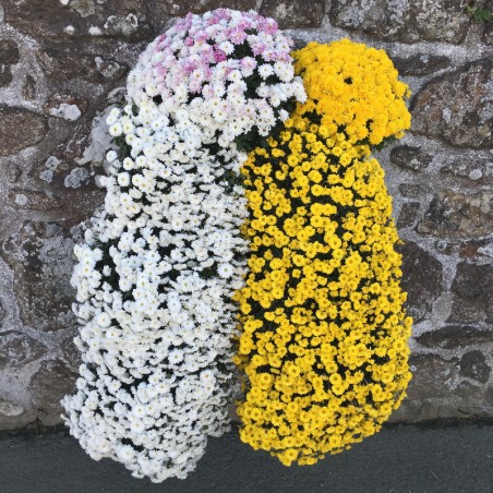 Chrysantheme Cascadette - Jaune