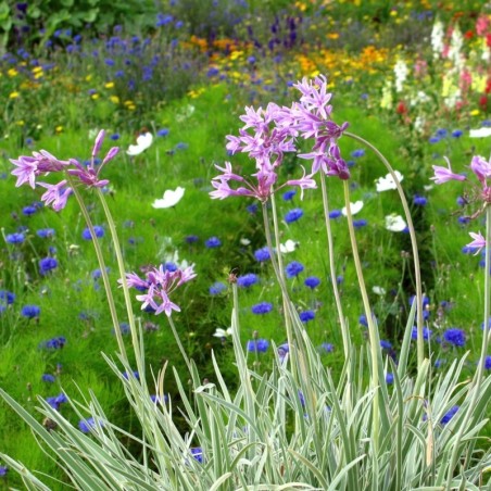 Allium Nigrum - Blanc