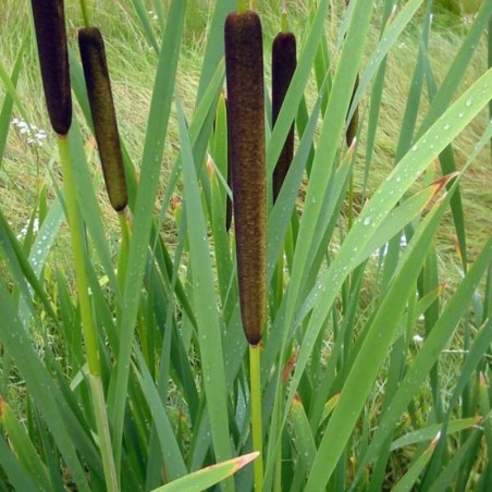 Allium Rosenbacianum