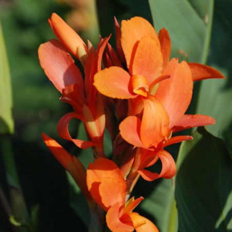 Canna Haut Feuillage Vert Indiana