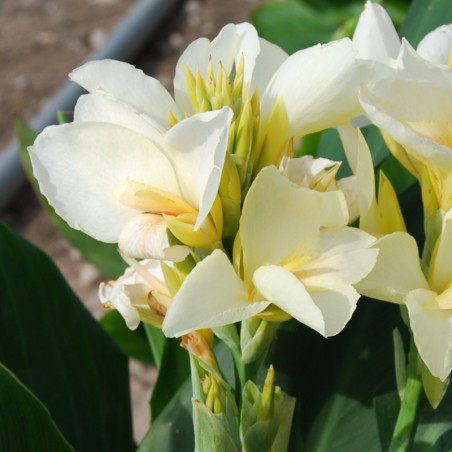 Canna Haut Feuillage Vert Niagara