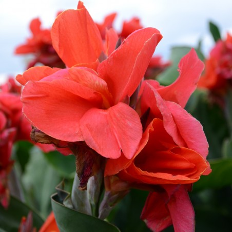 Canna Haut Feuillage Vert Oiseau De Feu