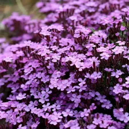 Saponaria Oxymoides - Rose