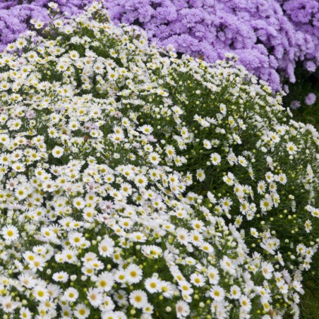 Aster Dumosus Niobe - Blanc