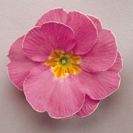 Primula Elatior Inara Pink - Rose