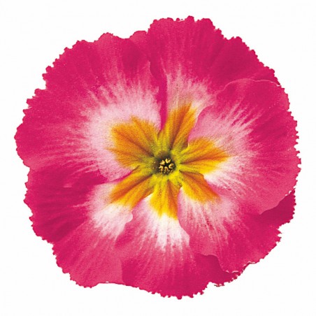 Primula Elatior Inara Pink Bico - Rose Bicolor