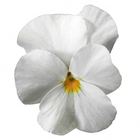 Viola Cornuta Endurio White - Blanc