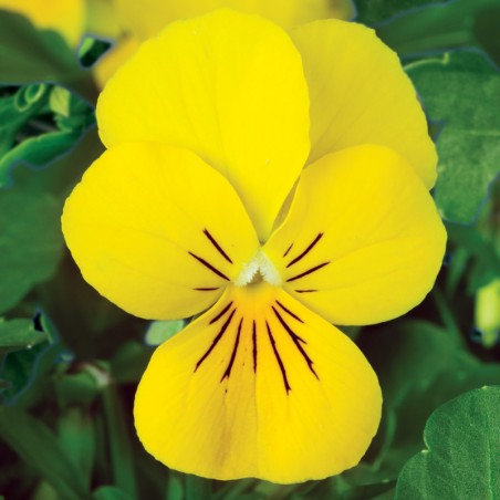 Viola Cornuta Endurio Yellow - Jaune