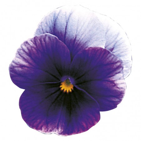 Viola Cornuta Rocky Beaconfield - Violet Aile Blanc