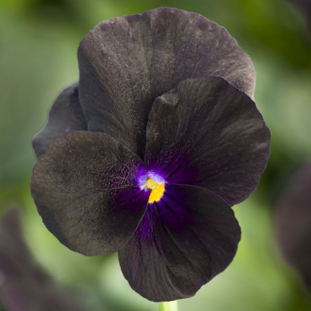 Viola Cornuta Rocky Black - Noir