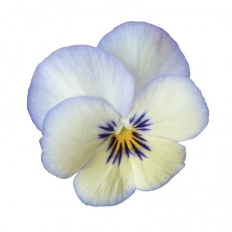 Viola Cornuta Rocky Blue Picotee - Bleu Coeur Blanc