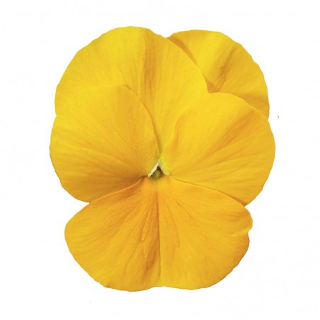 Viola Cornuta Rocky Golden Yellow - Jaune Pur