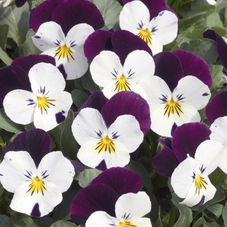 Viola Cornuta Rocky Lilac White Purple Wing - Lilas Aile Violet