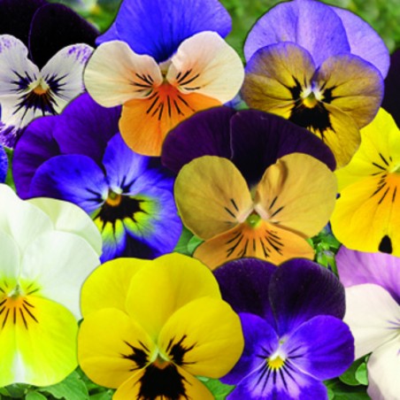 Viola Cornuta Rocky Special Mix - Jaune/Orange/Blanc/Violet