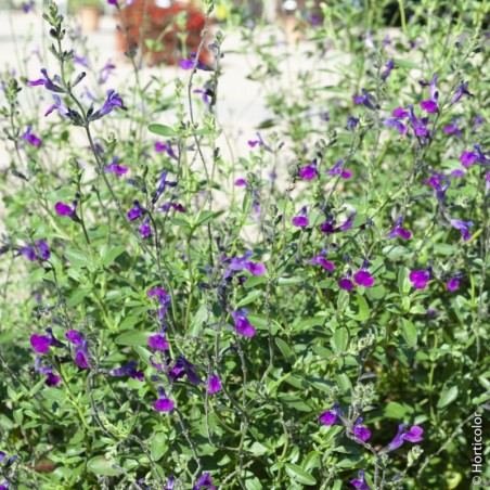 Salvia Microphylla Violette De Loire - Violet