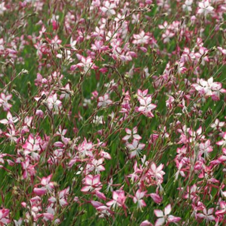 Gaura Gauriella - Rose À Oeil Blanc