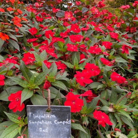 Impatiens Sunpatiens ® Compact Red - Rouge