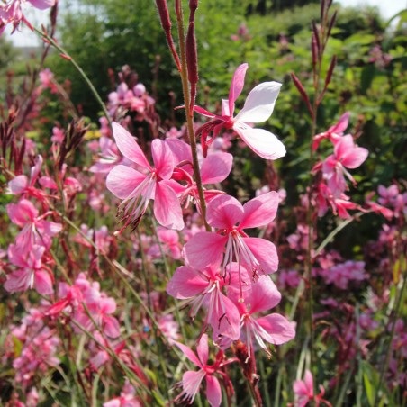 Gaura Lillipop Pink - Rose