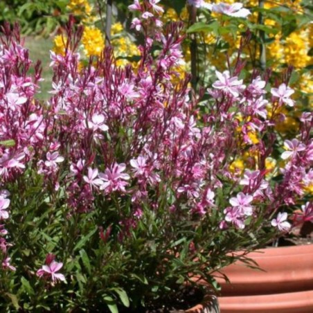 Gaura Gambit - Rose Fonce