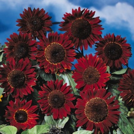 Helianthus Haut Prado - Rouge