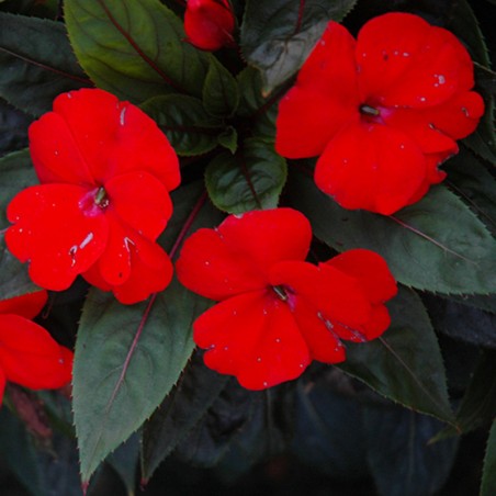 Impatiens Nouvelle Guinee Petitcoat Allegro - Rouge