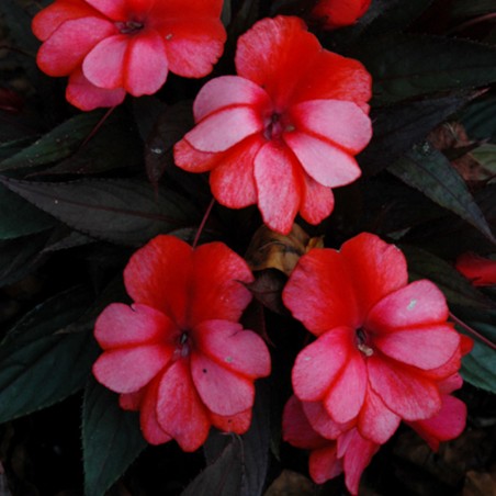 Impatiens Nouvelle Guinee Petitcoat Red Star - Rouge Et Blanc