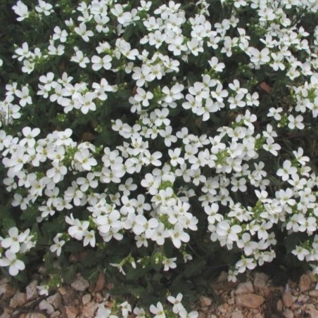 Allium Giganteum - Violet