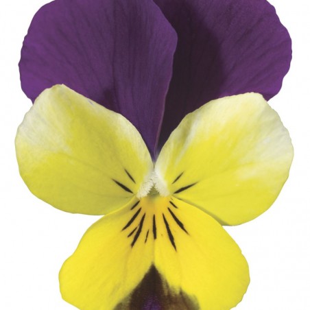 Viola Cornuta Endurio Yellow Purple Wing Jaune Aile Violet